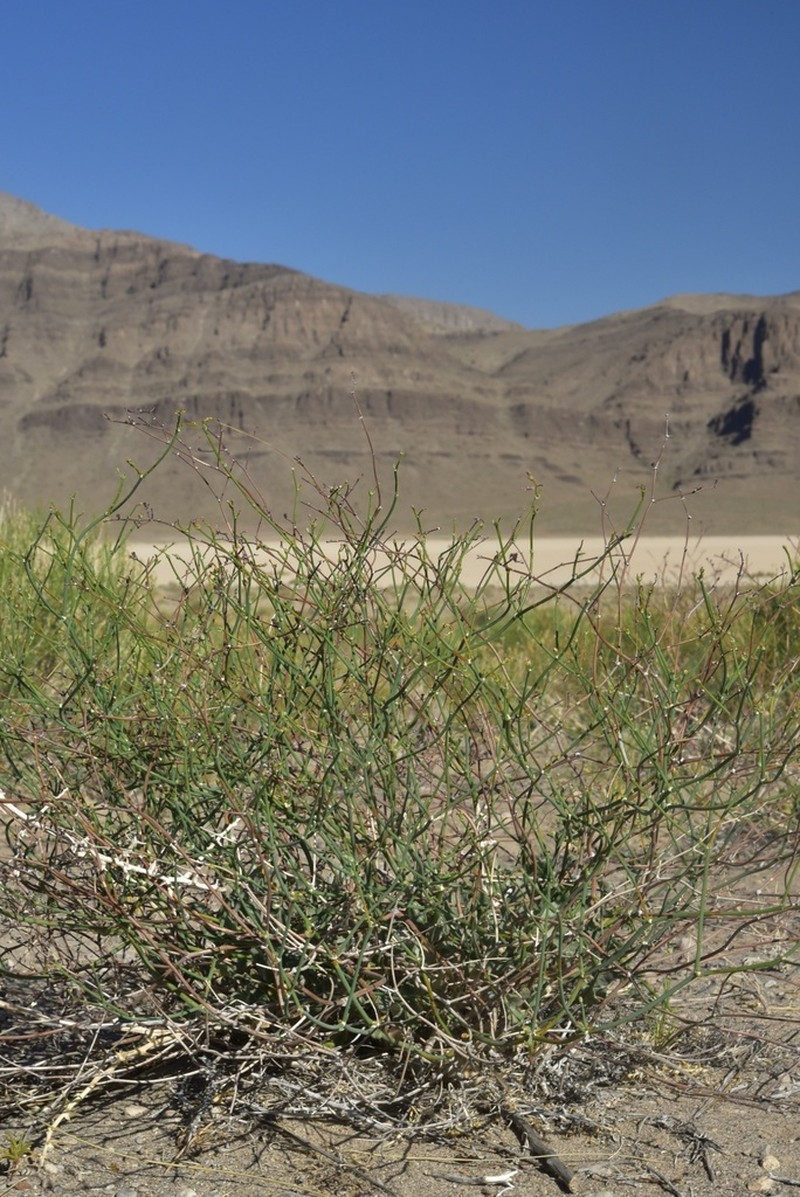 Ibex Buckwheat photo 2