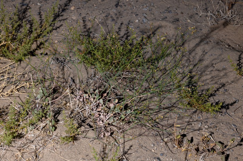 Ibex Buckwheat photo 4