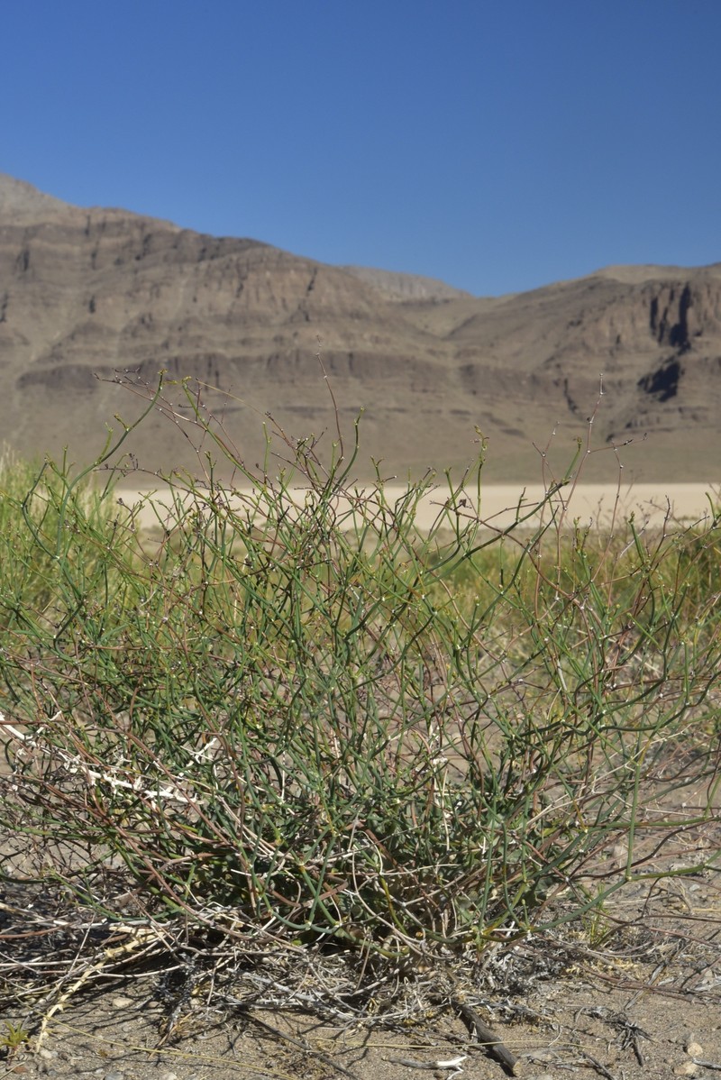Ibex Buckwheat photo 7