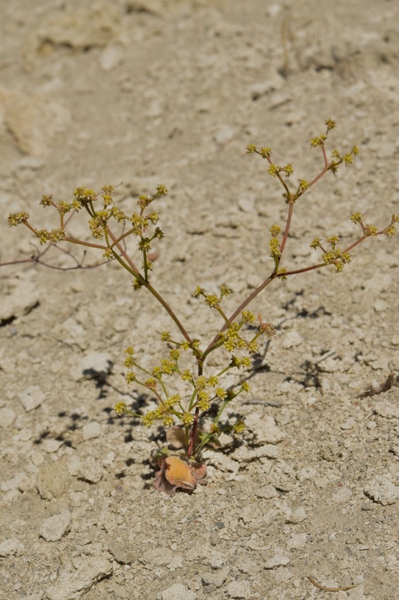 Mono Buckwheat