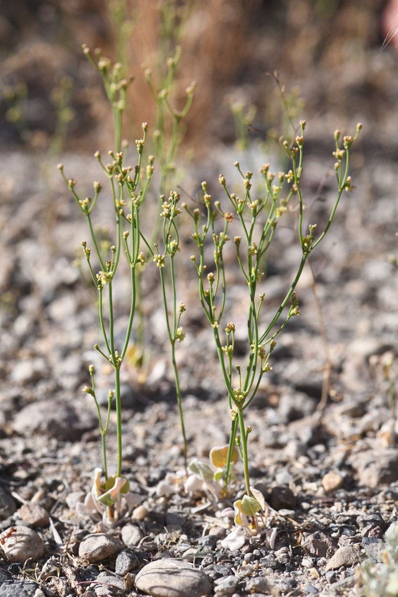 Mono Buckwheat photo 2