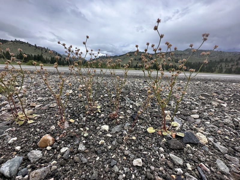 Mono Buckwheat photo 3