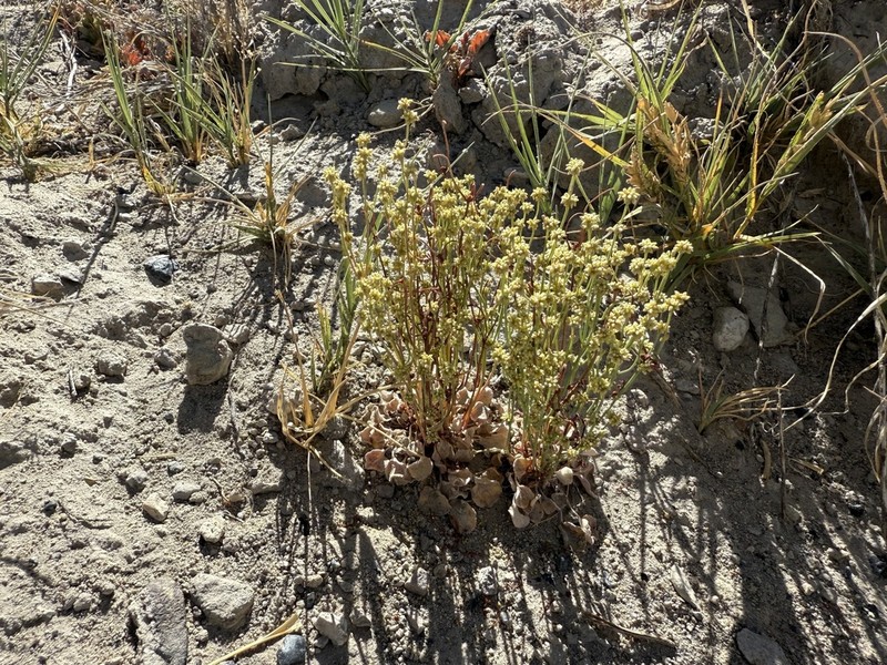 Mono Buckwheat photo 4