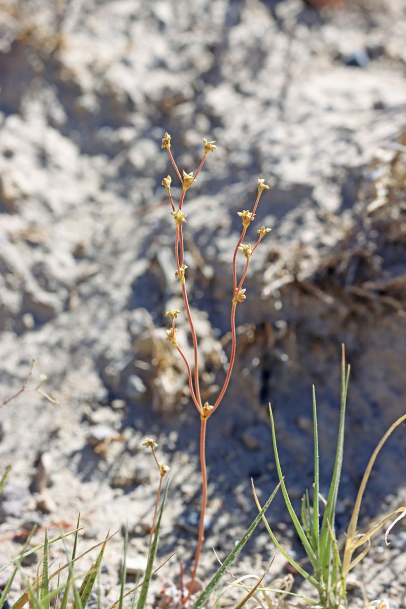 Mono Buckwheat photo 5