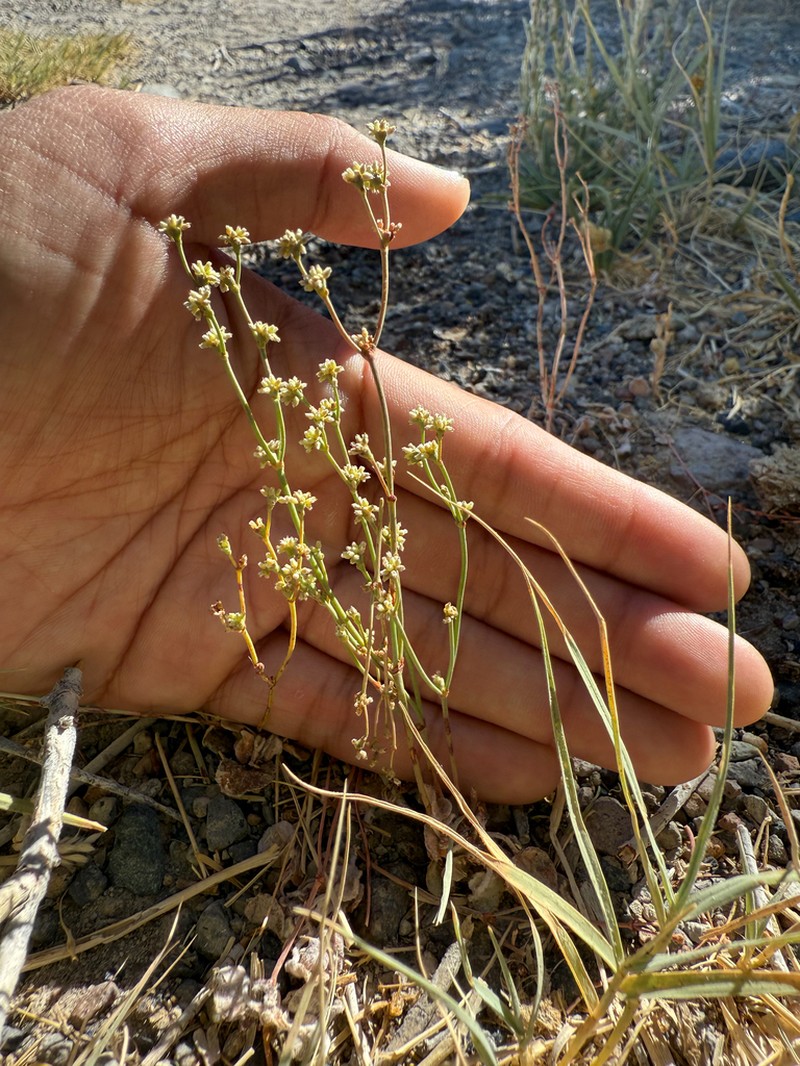 Mono Buckwheat photo 6