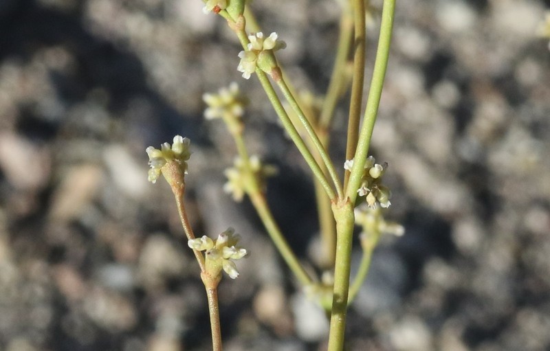Mono Buckwheat photo 7