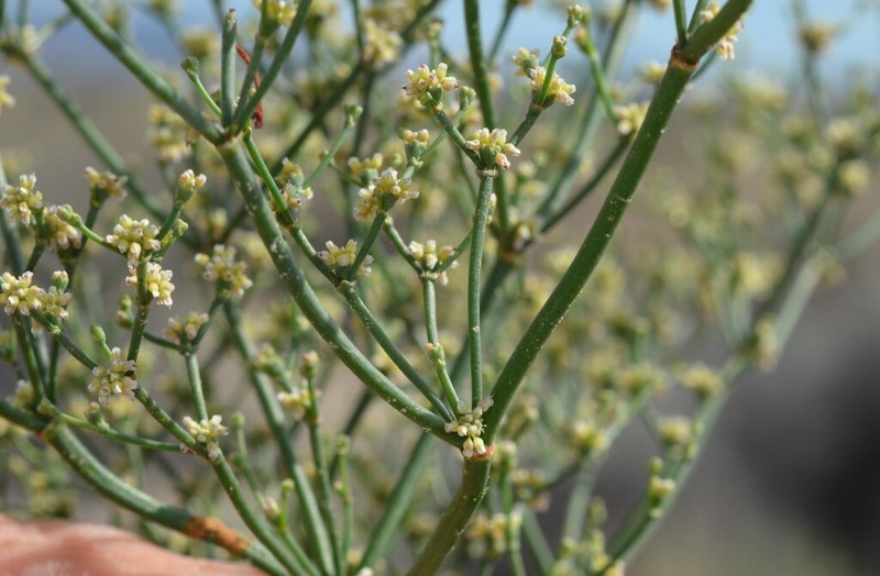 Mono Buckwheat photo 8