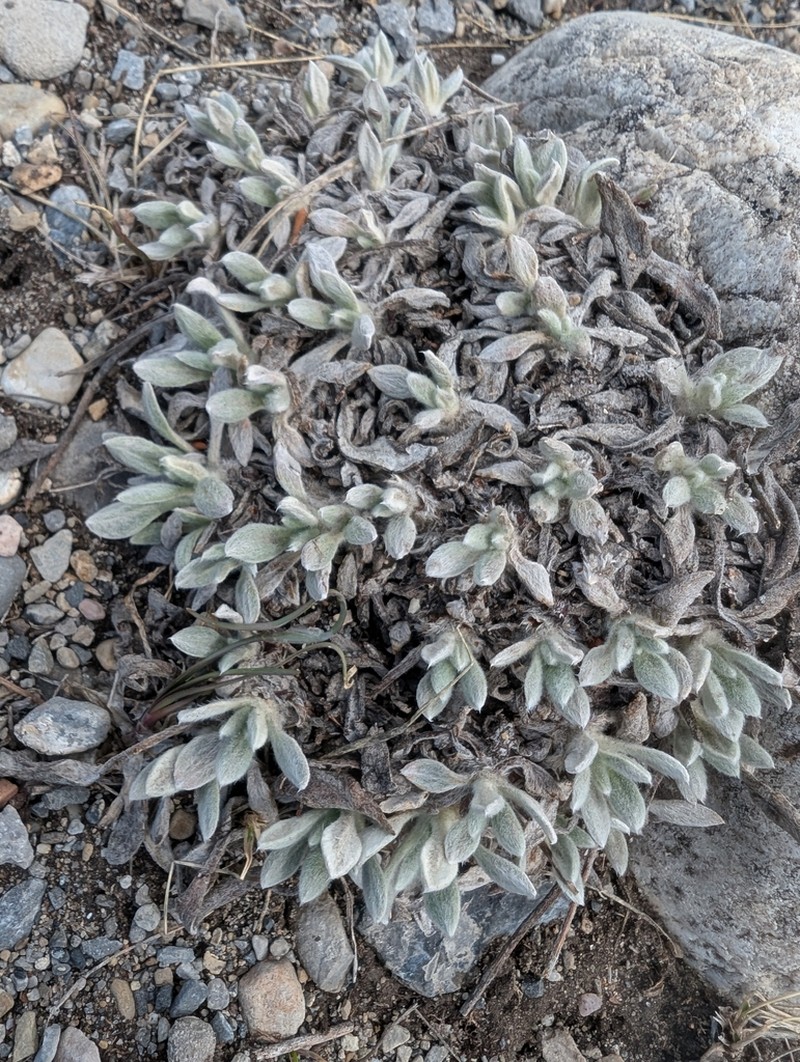 Rockjasmine Buckwheat