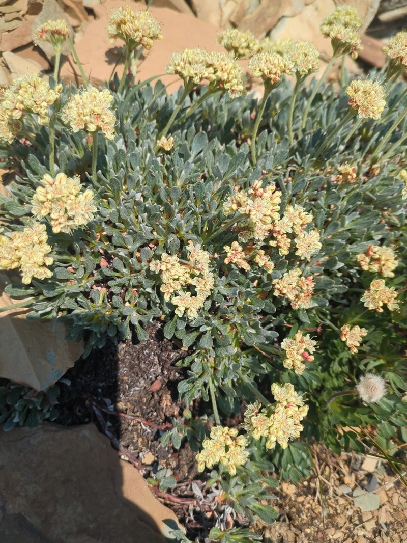 Rockjasmine Buckwheat photo 2