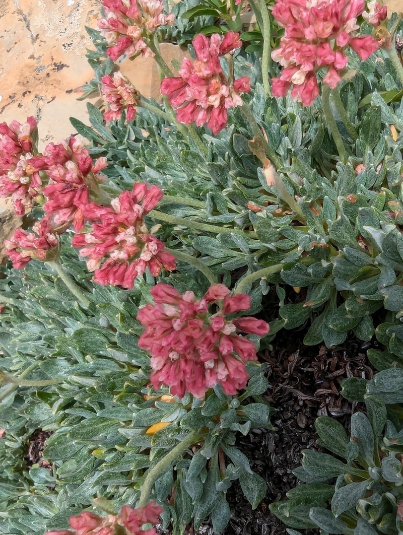 Rockjasmine Buckwheat photo 3
