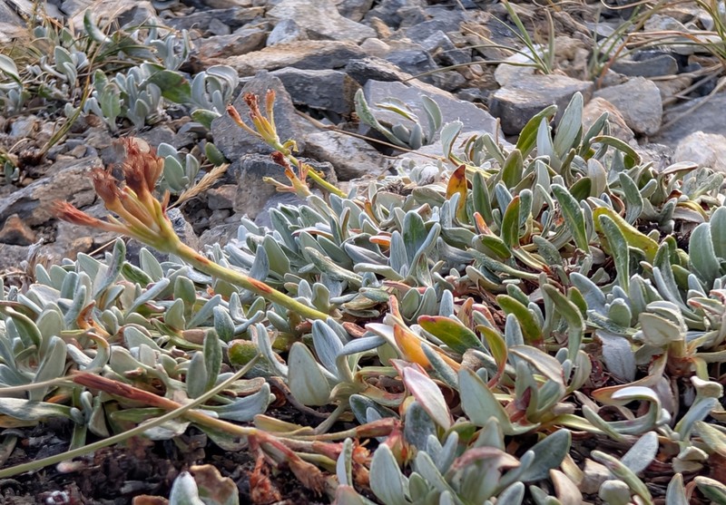 Rockjasmine Buckwheat photo 4