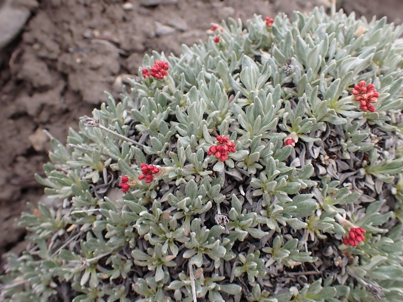 Rockjasmine Buckwheat photo 5