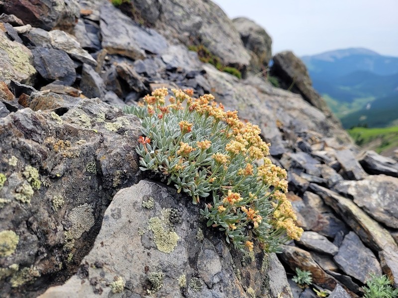 Rockjasmine Buckwheat photo 6