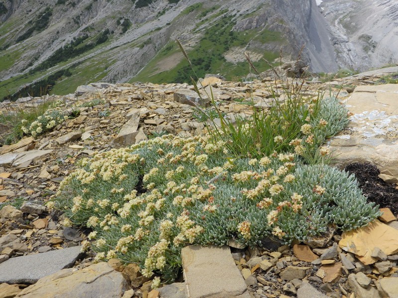Rockjasmine Buckwheat photo 7