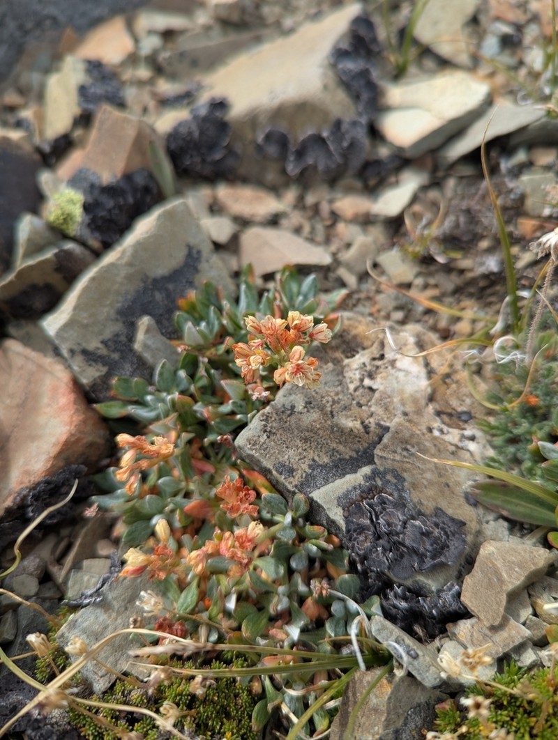 Rockjasmine Buckwheat photo 8