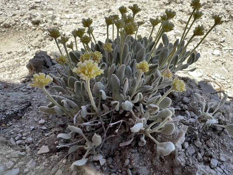 West Humboldt Buckwheat