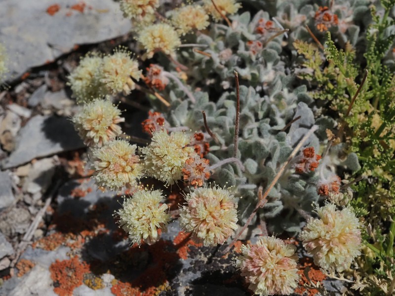 West Humboldt Buckwheat photo 2