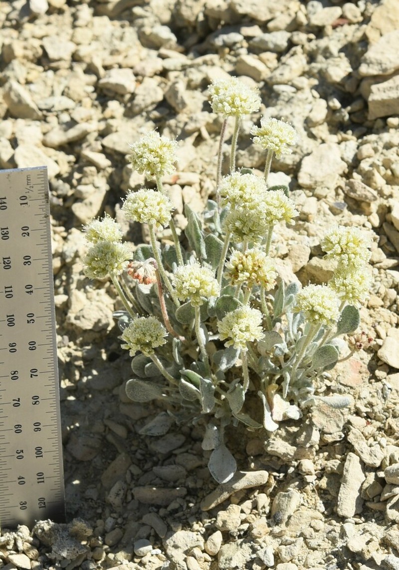West Humboldt Buckwheat photo 3