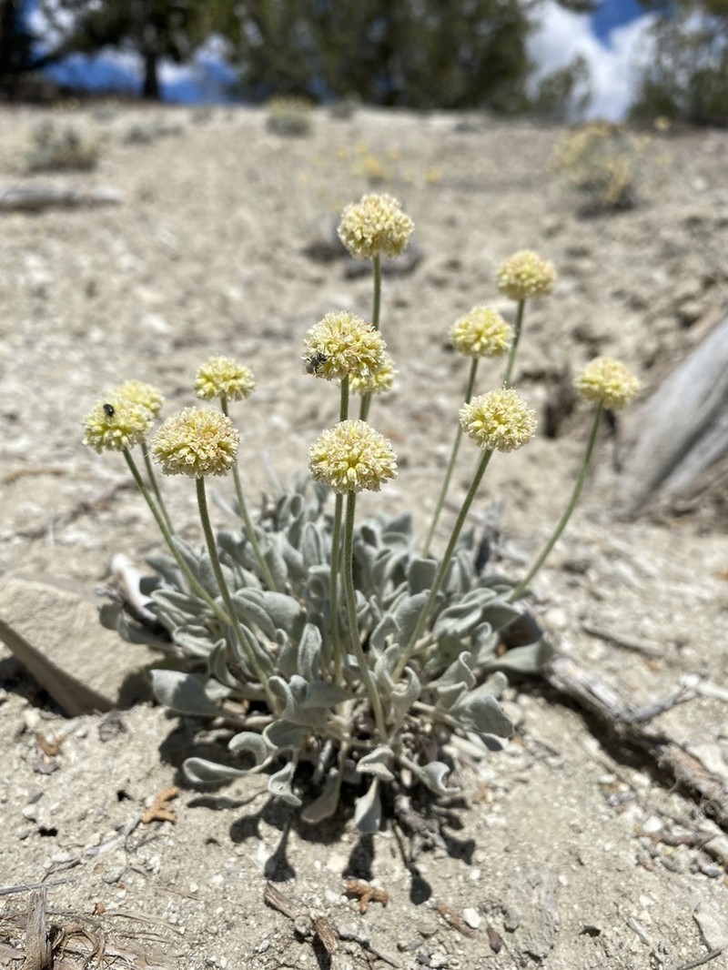 West Humboldt Buckwheat photo 4
