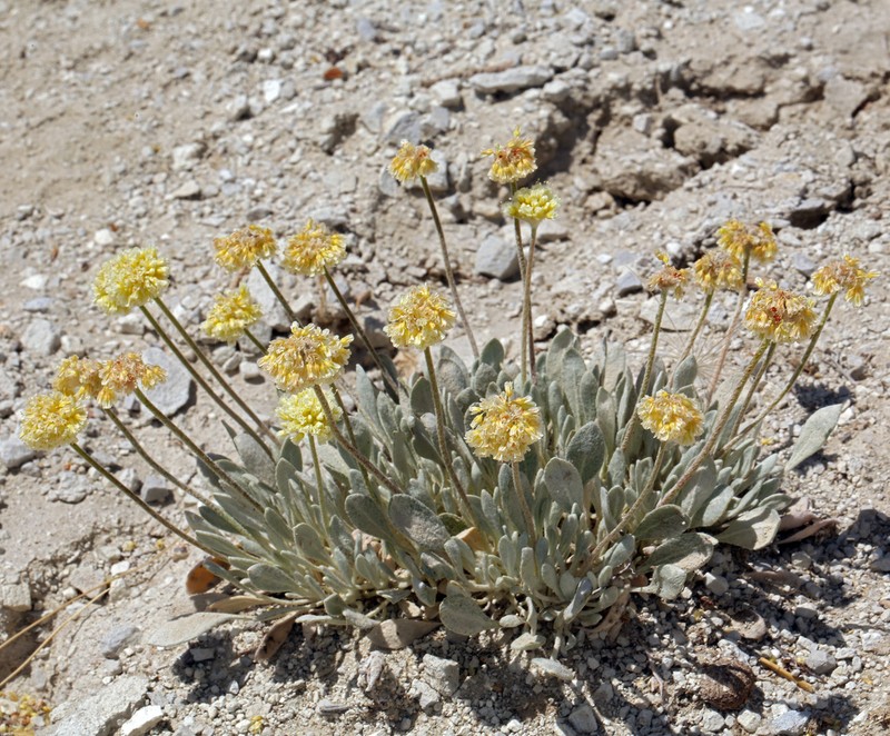 West Humboldt Buckwheat photo 6