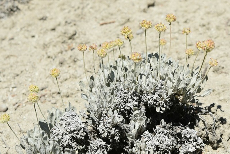 West Humboldt Buckwheat photo 7