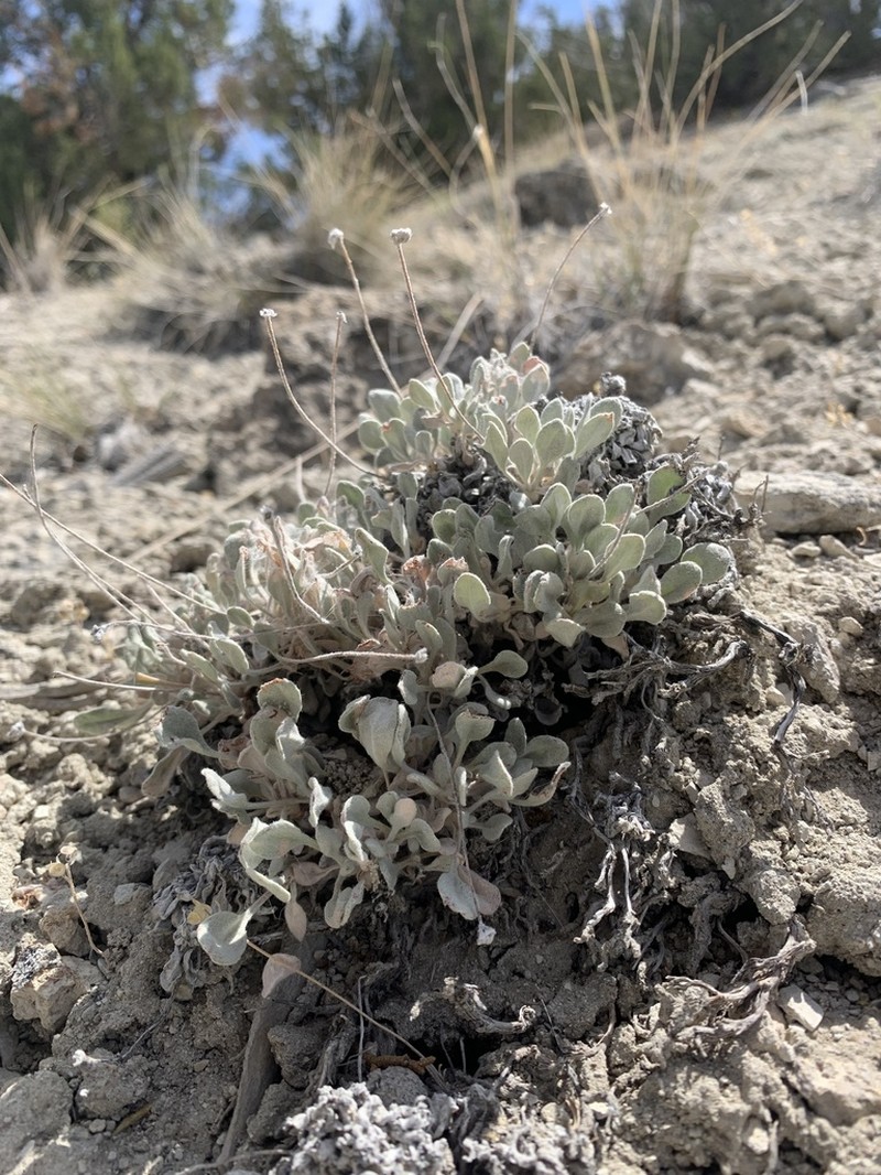 West Humboldt Buckwheat photo 8