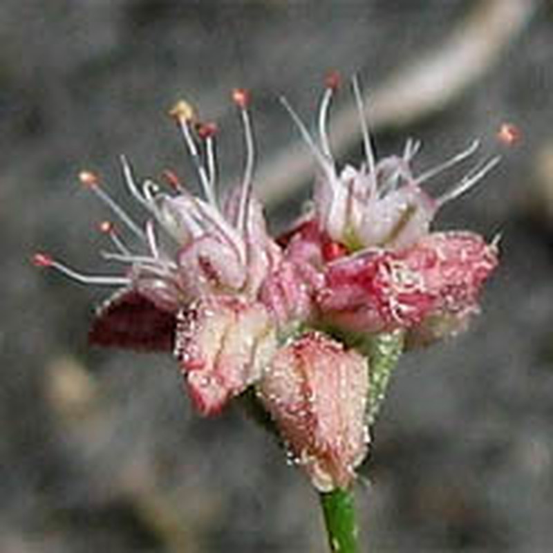 Anglestem Buckwheat
