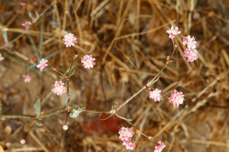 Anglestem Buckwheat