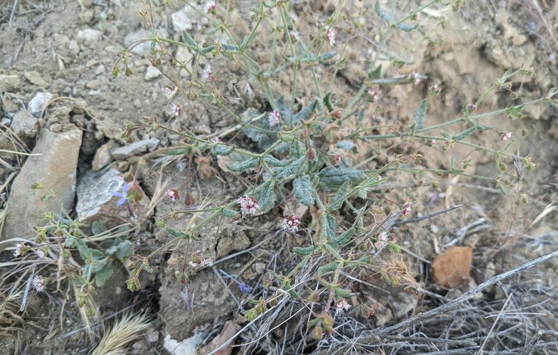 Anglestem Buckwheat photo 2