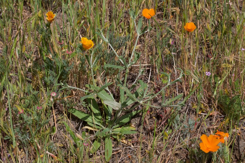 Anglestem Buckwheat photo 3