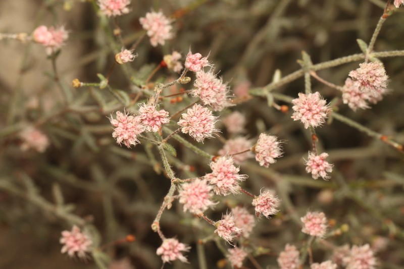 Anglestem Buckwheat photo 4