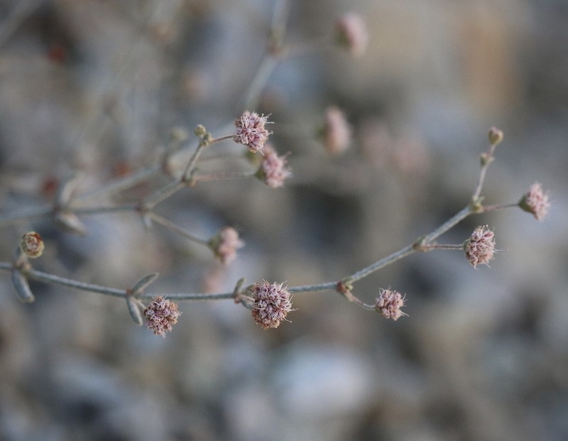 Anglestem Buckwheat photo 5
