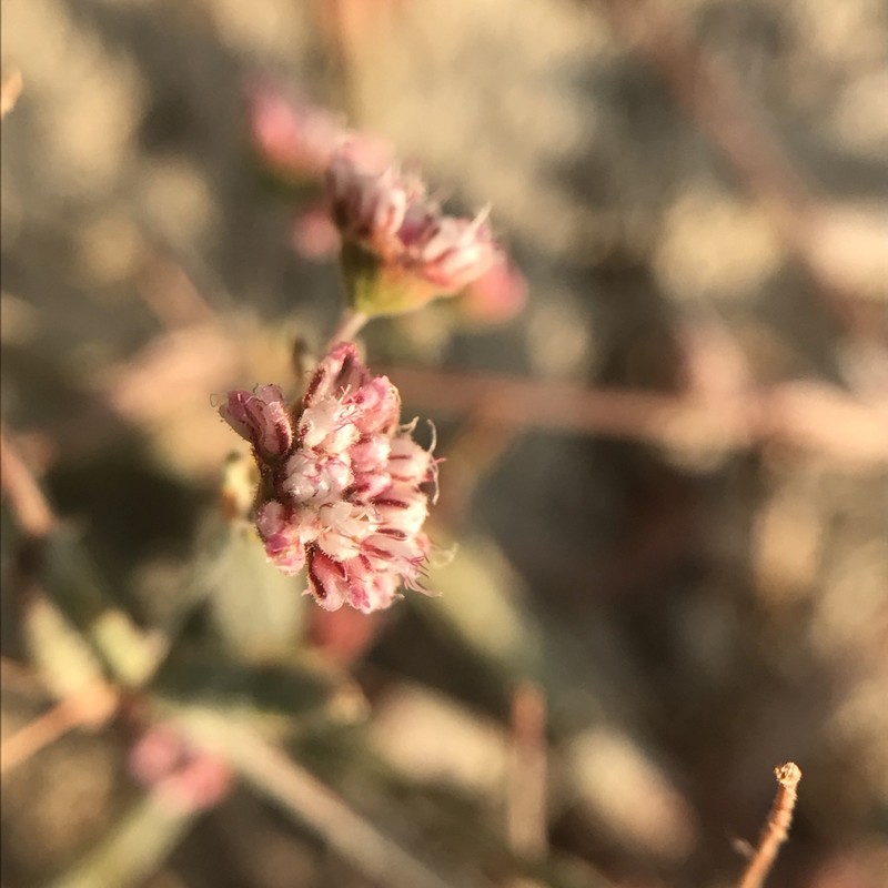 Anglestem Buckwheat photo 7