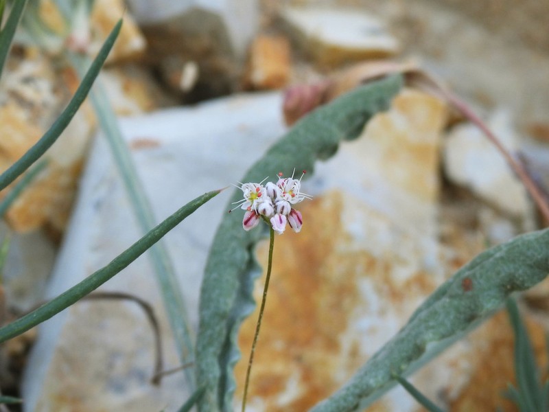 Anglestem Buckwheat photo 8