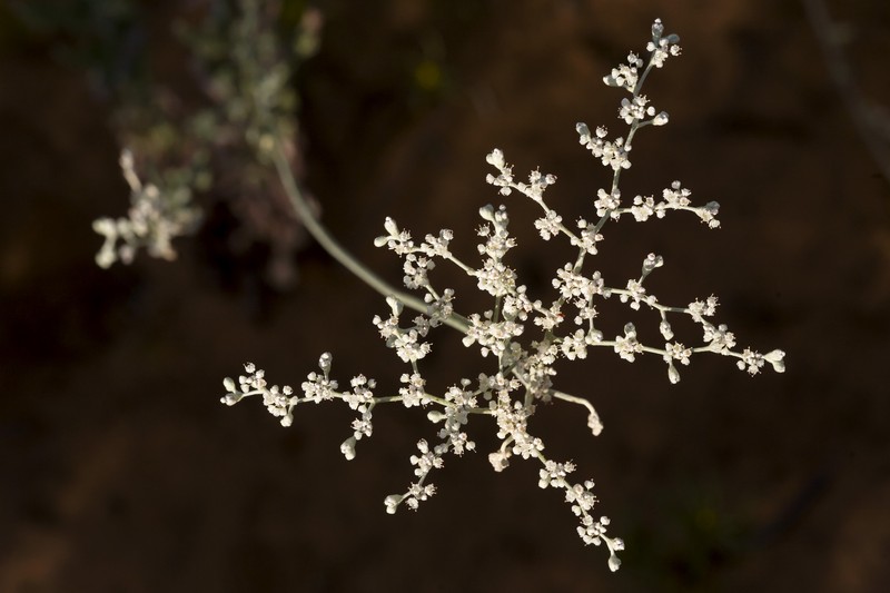 Annual Buckwheat