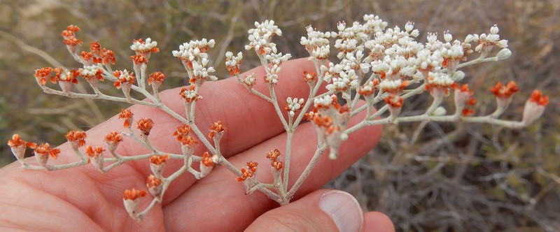 Annual Buckwheat