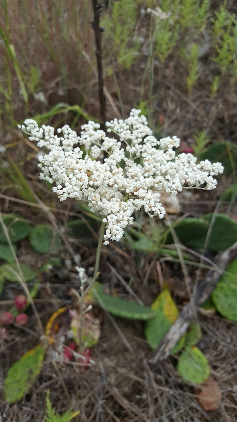 Annual Buckwheat photo 2