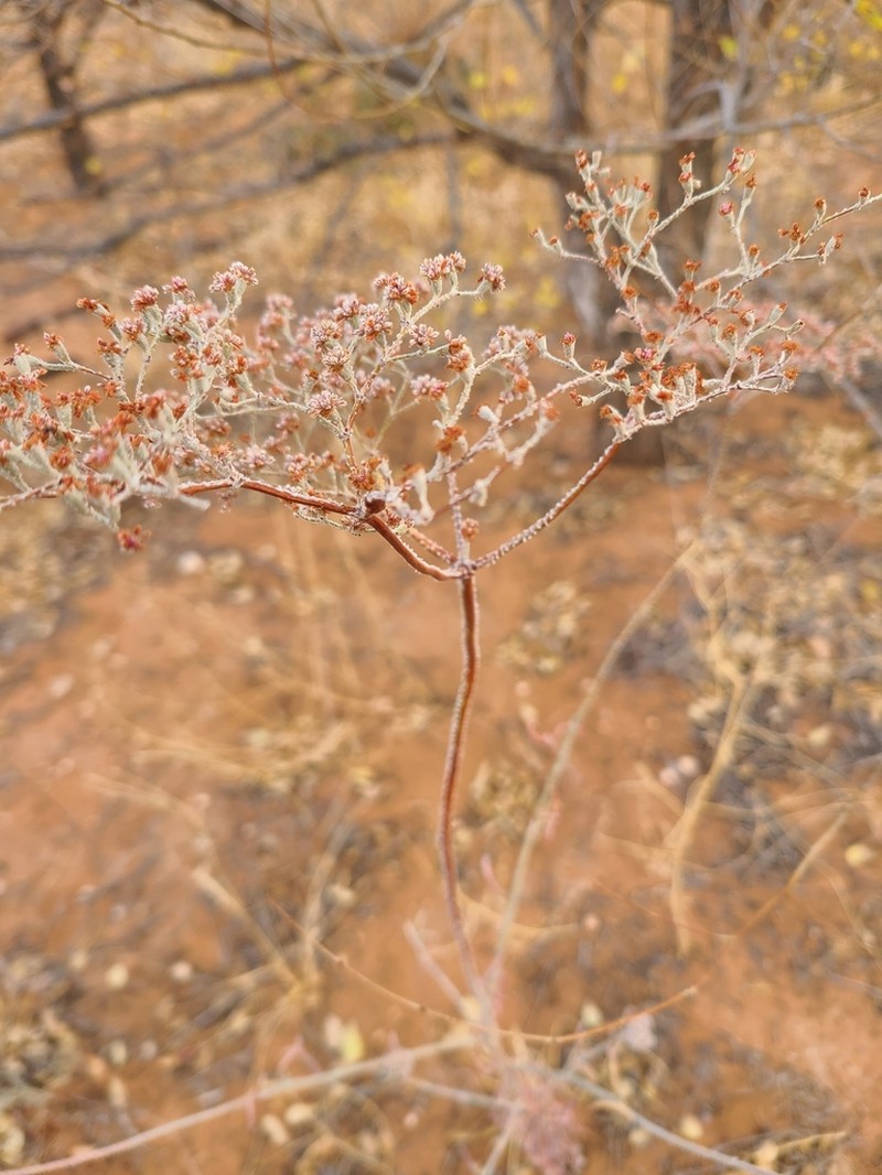 Annual Buckwheat photo 3
