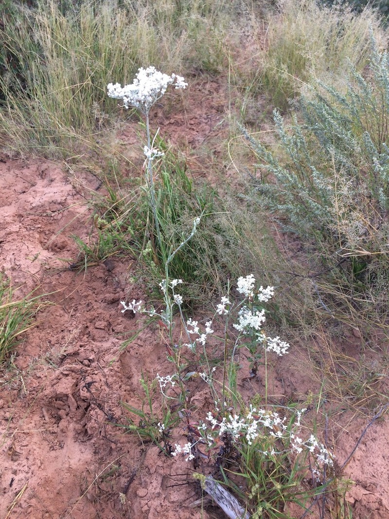 Annual Buckwheat photo 4