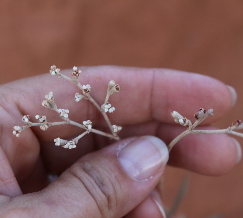 Annual Buckwheat photo 5