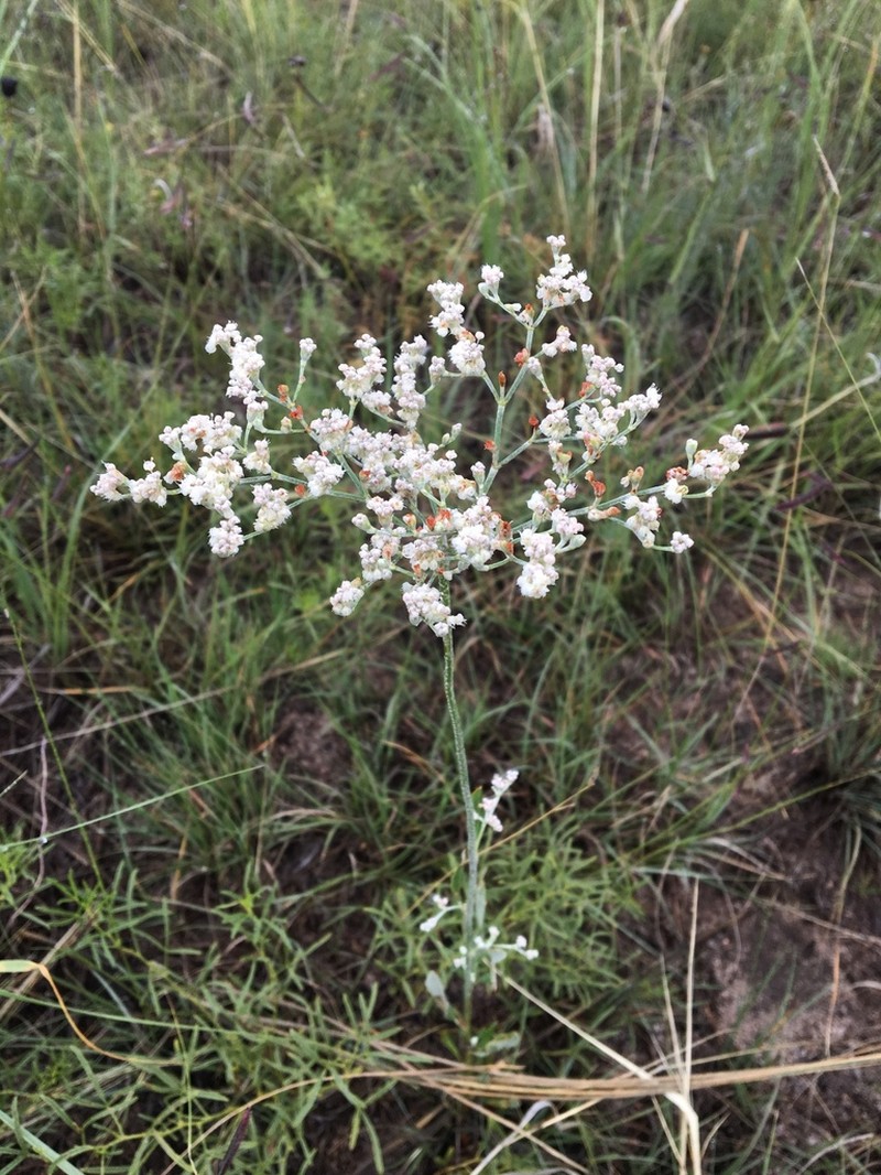 Annual Buckwheat photo 6