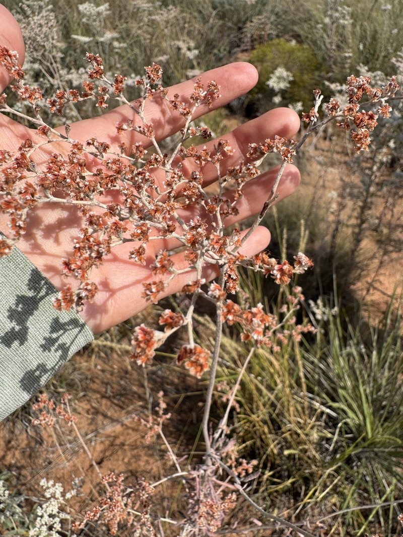 Annual Buckwheat photo 7