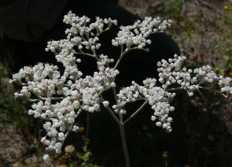 Annual Buckwheat photo 8