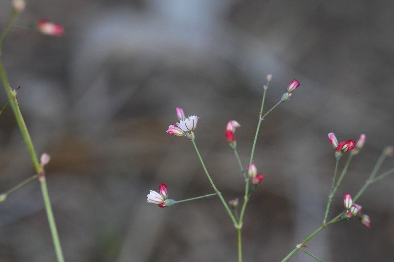 San Jacinto Buckwheat