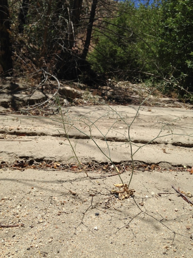 San Jacinto Buckwheat