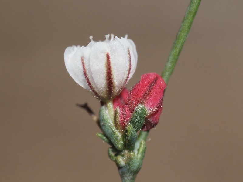 San Jacinto Buckwheat photo 3