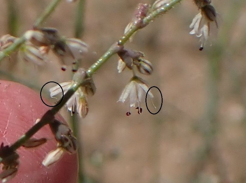 San Jacinto Buckwheat photo 4