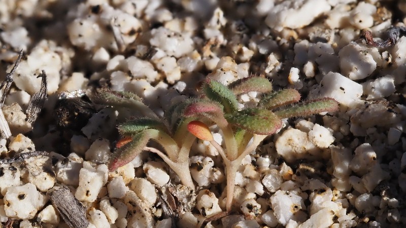 San Jacinto Buckwheat photo 5