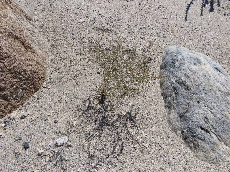 San Jacinto Buckwheat photo 6