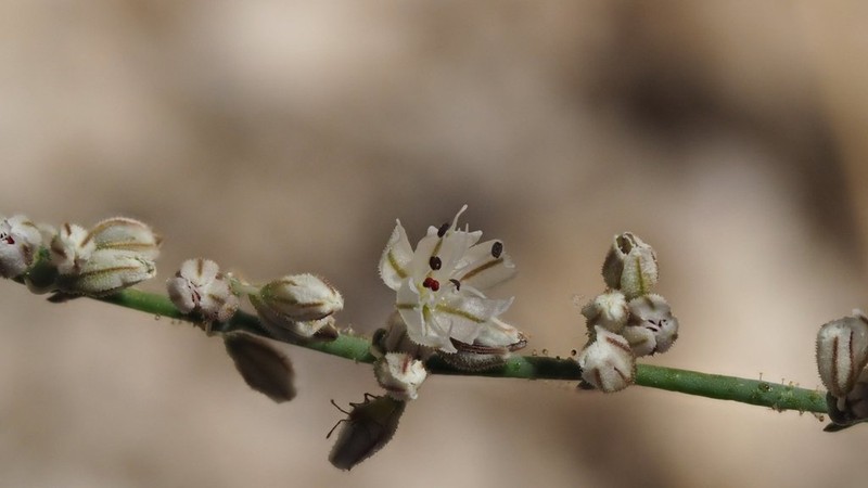 San Jacinto Buckwheat photo 7